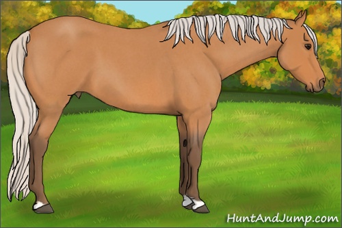 Horse Color: Silver Bay Roan 