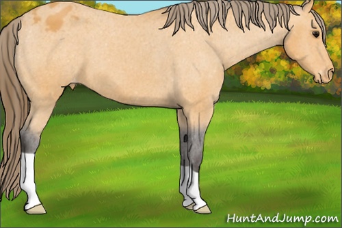 Horse Color: Buckskin Blanket 