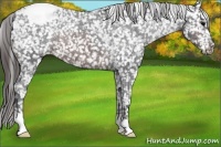 Horse Color:Brown Appaloosa