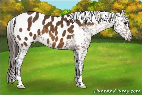 Horse Color: Buckskin Near Leopard 