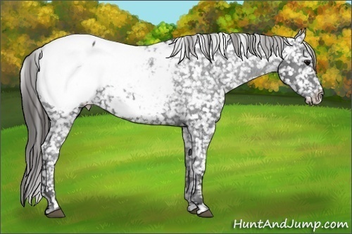 Horse Color: Blue Roan Snowcap 