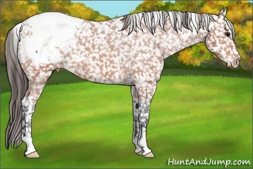 Horse Color: Bay Snowcap 