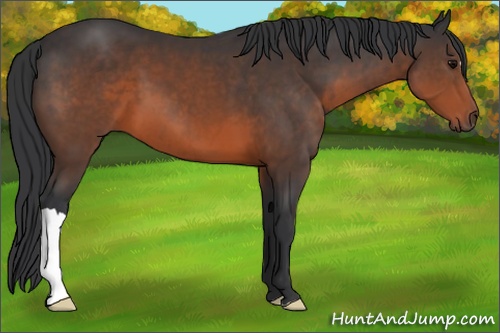 Horse Color: Brown 