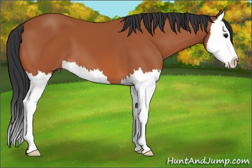 Horse Color: Bay Splash 