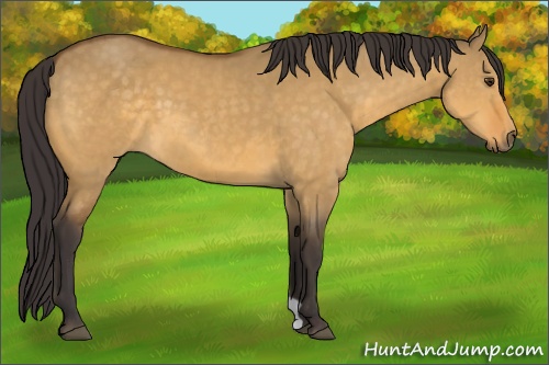 Horse Color: Buckskin Dun 