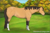Horse Color:Buckskin 