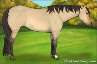 Horse Color:Buckskin Dun 