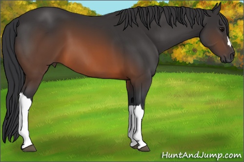 Horse Color: Brown 