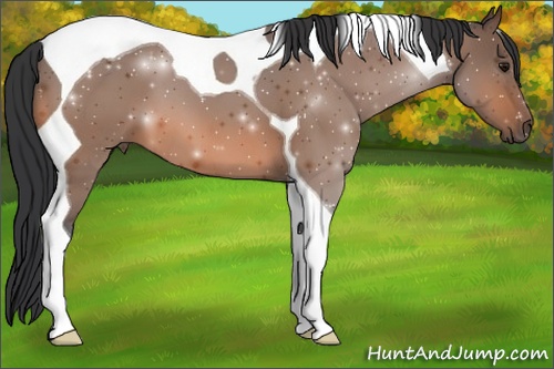 Horse Color: Bay Tobiano 