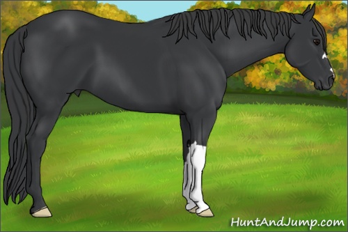 Horse Color: Black 