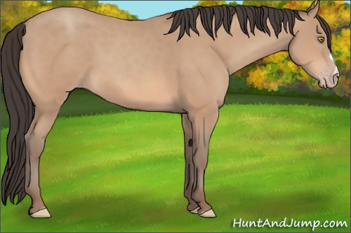 Horse Color: Amber Champagne 