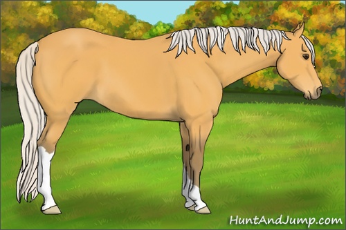 Horse Color: Silver Buckskin 
