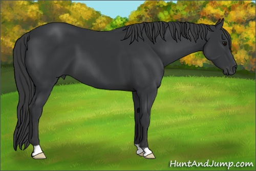 Horse Color: Black 