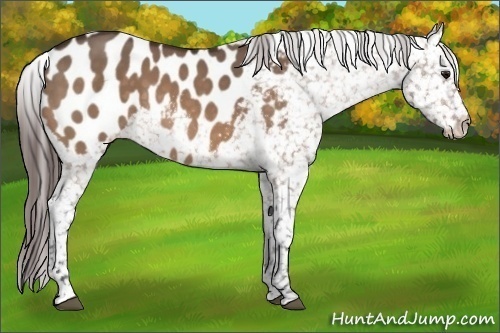 Horse Color: Brown Dun Blanket 