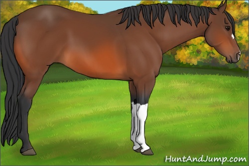 Horse Color: Bay 