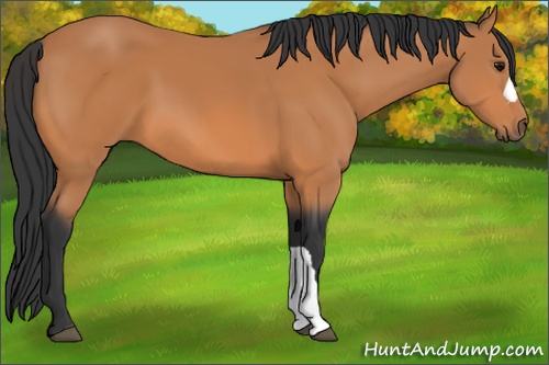 Horse Color: Bay 