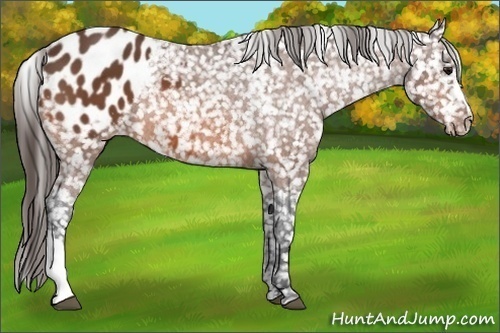 Horse Color: Bay Blanket 