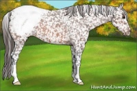Horse Color:Bay Appaloosa 