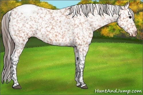 Horse Color: Bay Snowcap 