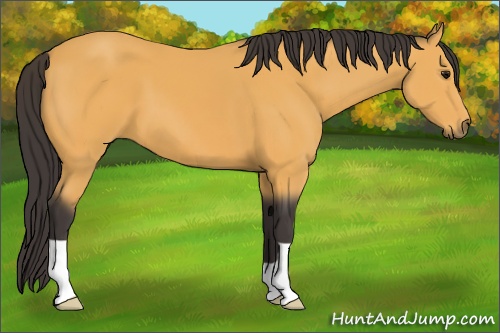 Horse Color: Buckskin 