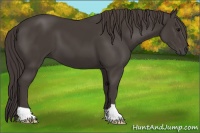 Horse Color:Smoky Black 