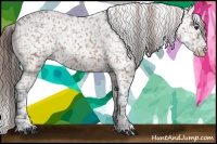 Horse Color:Buckskin Appaloosa 