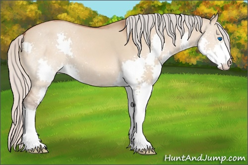 Horse Color: Silver Bay Dun Splash 