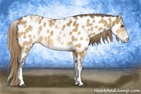 Horse Color:White Spotted Buckskin Dun Tobiano Near Leopard Rabicano 