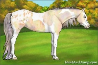 Horse Color:Nacre Buckskin Splash Tobiano Appaloosa 