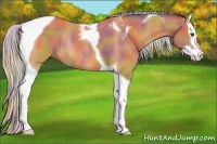 Horse Color:Nacre Silver Bay Splash Tobiano Rabicano 