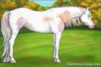 Horse Color:Nacre Silver Amber Cream Champagne Dun Splash Tobiano Frame Rabicano 