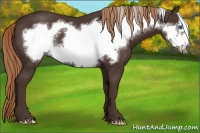 Horse Color:Liver Chestnut Frame 