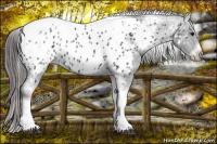 Horse Color:White Spotted Black Splash Tobiano Frame Appaloosa 