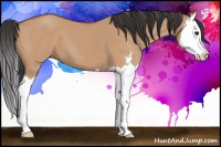 Horse Color:Bay Dun Sabino Splash 