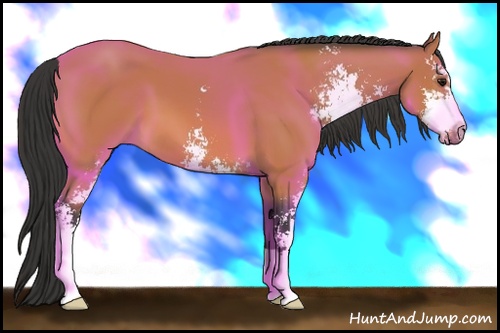 Horse Color: Bay Sabino 