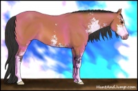 Horse Color:Bay Sabino 