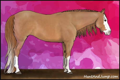 Horse Color: Chestnut Sabino Splash 