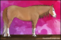 Horse Color:Chestnut Sabino Splash