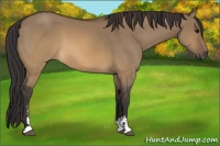Horse Color:Buckskin Dun Sabino 