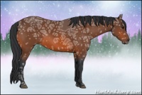 Horse Color:Bay Ice 