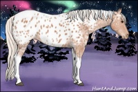 Horse Color:Silver Bay Ice Tobiano Appaloosa 