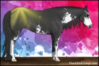Horse Color:Black Sabino 