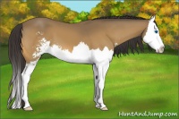Horse Color:Buckskin Sabino Splash 