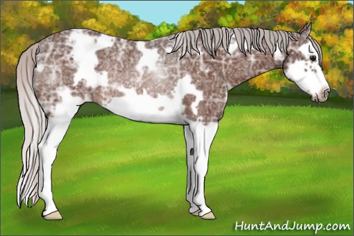 Horse Color: ERROR: UNKNOWN ANOMALY