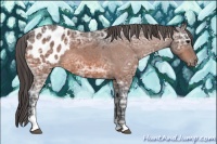 Horse Color:Bay Ice Sabino Appaloosa 