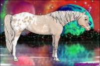 Horse Color:Silver Bay Ice Dun Sabino Appaloosa Rabicano 
