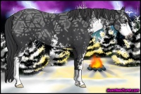 Horse Color:Black Ice Sabino