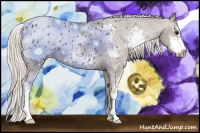 Horse Color:Silver Black Sabino Appaloosa