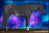 Horse Color:Black Sabino 