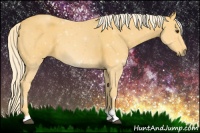 Horse Color:Palomino Sabino 